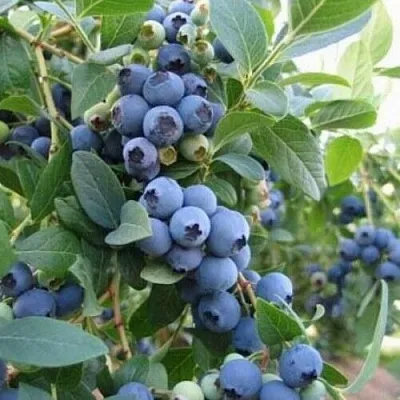 Голубика ЭЛЛИОТ  Голубика ЭЛЛИОТ в Ульяновске