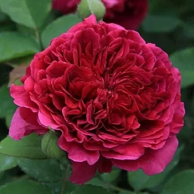 Саженцы роз ТЕСС ОФ ЗЕ ДЭРБЕРВИЛЛЬ английская  Саженцы роз ТЕСС ОФ ЗЕ ДЭРБЕРВИЛЛЬ английская в Ульяновске