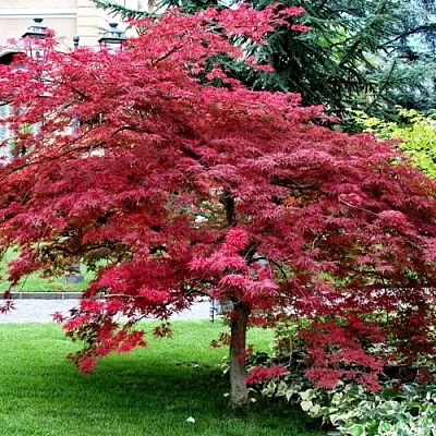 Клен пальмолистный  Клен пальмолистный в Ульяновске