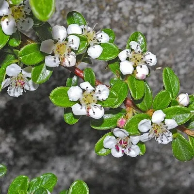 Кизильник ТАНГСТЕДТ горизонтальный   Кизильник ТАНГСТЕДТ горизонтальный  в Ульяновске