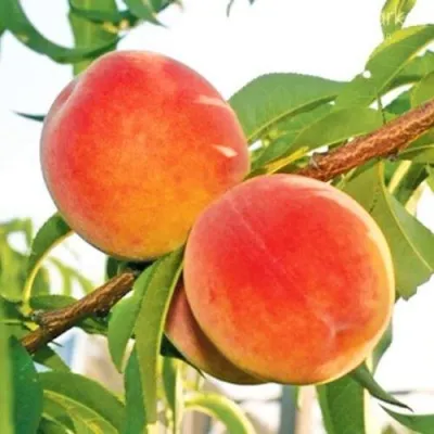 Персик ОНТАРИО — описание сорта Персик ОНТАРИО в Ульяновске