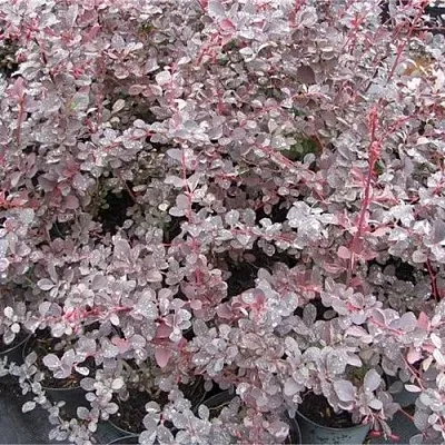 Барбарис СИЛЬВЕР МИЛЕС оттавский   Барбарис СИЛЬВЕР МИЛЕС оттавский  в Ульяновске