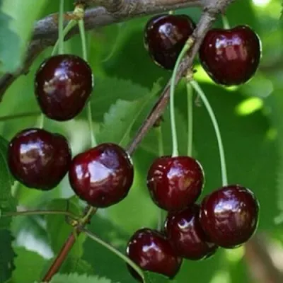 Черешня НАРОДНАЯ  Черешня НАРОДНАЯ в Ульяновске