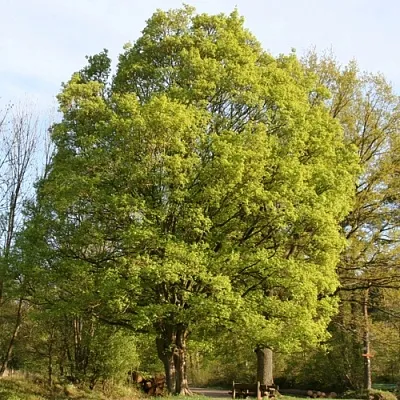 Клен полевой  Клен полевой в Ульяновске