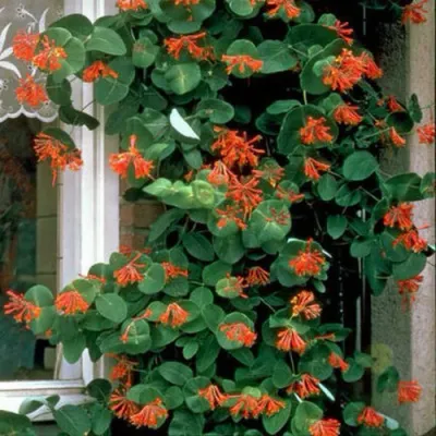 Жимолость ДРОМПОР СКАРЛЕТТ брауна в Ульяновске