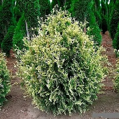 Туя ГОЛД ПЕРЛ западная  Туя ГОЛД ПЕРЛ западная в Ульяновске