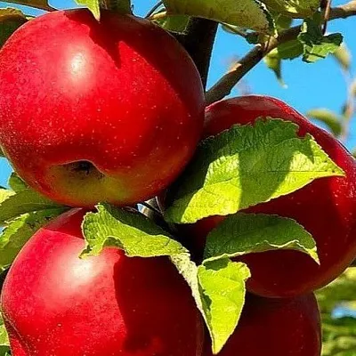 Зимние сорта  Зимние сорта в Ульяновске