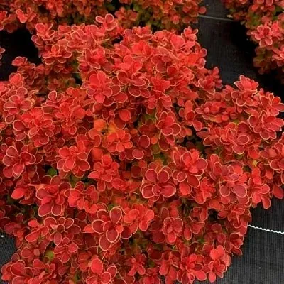 Барбарис РЕД ХОТ ЧИЛИ тунберга  Барбарис РЕД ХОТ ЧИЛИ тунберга в Ульяновске