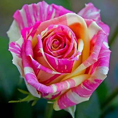 Саженцы роз ФИЕСТА чайно-гибридная  Саженцы роз ФИЕСТА чайно-гибридная в Ульяновске