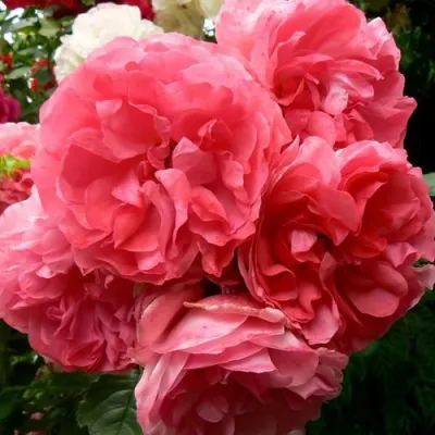 Саженцы роз РОЗЕУМ ЮТЕРСОН плетистая в Ульяновске