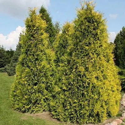 Туя АУРЕОСПИКАТА западная  Туя АУРЕОСПИКАТА западная в Ульяновске