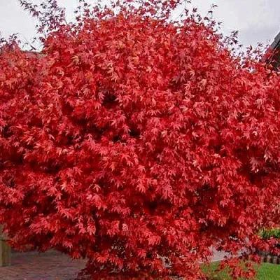 Клен гиннала   Клен гиннала  в Ульяновске