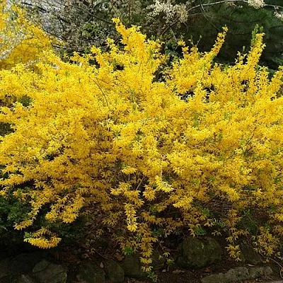 Форзиция ГОЛДЗАУБЕР средняя  Форзиция ГОЛДЗАУБЕР средняя в Ульяновске