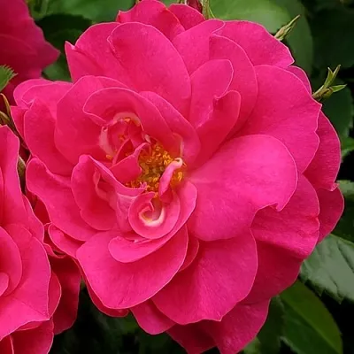 Саженцы роз ДЖОРДЖ ВАНКУВЕР флорибунда  Саженцы роз ДЖОРДЖ ВАНКУВЕР флорибунда в Ульяновске