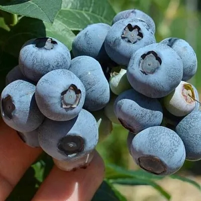 Голубика НЕЛЬСОН  Голубика НЕЛЬСОН в Ульяновске