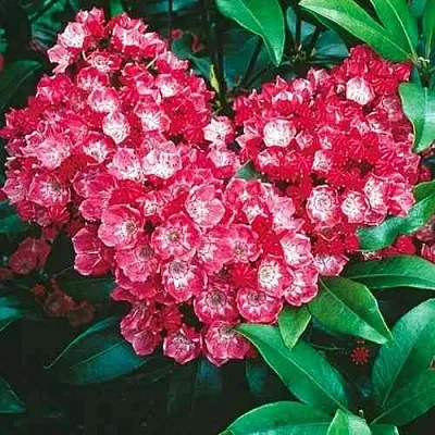 Кальмия КАРДИНАЛ  Кальмия КАРДИНАЛ в Ульяновске