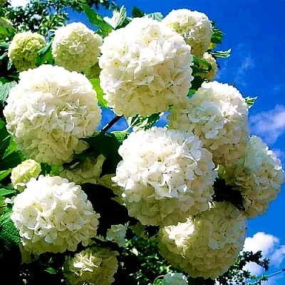 Калина БУЛЬДЕНЕЖ  Калина БУЛЬДЕНЕЖ в Ульяновске