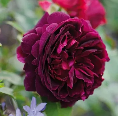 Саженцы роз МАНСТЕД ВУД английская  Саженцы роз МАНСТЕД ВУД английская в Ульяновске