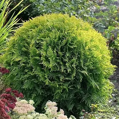 Туя ЕЛЛОУ ГЛОБ западная  Туя ЕЛЛОУ ГЛОБ западная в Ульяновске