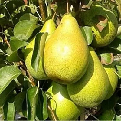 Груша ПАТЕН (ГЛУБОКСКАЯ)  Груша ПАТЕН (ГЛУБОКСКАЯ) в Ульяновске