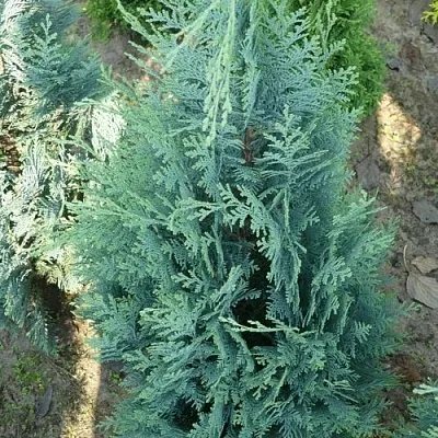 Кипарисовик КОЛУМНАРИС лавсона  Кипарисовик КОЛУМНАРИС лавсона в Ульяновске