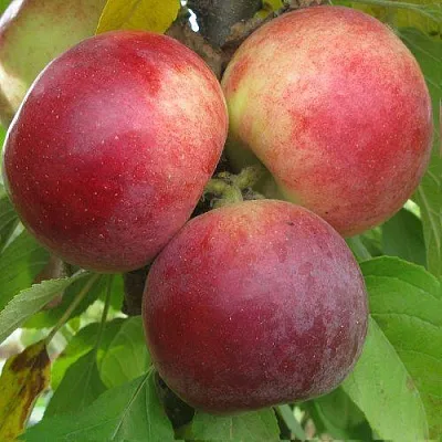 Яблоня БАЛЕРИНА ФЛАМЕНКО колонновидная  Яблоня БАЛЕРИНА ФЛАМЕНКО колонновидная в Ульяновске