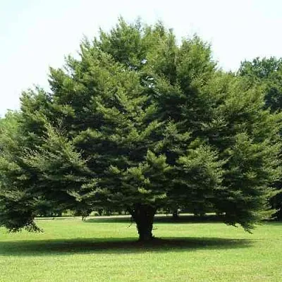 Бук обыкновенный  Бук обыкновенный в Ульяновске