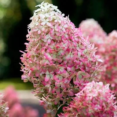 Гортензия РОЯЛ ФЛОВЕР метельчатая в Ульяновске