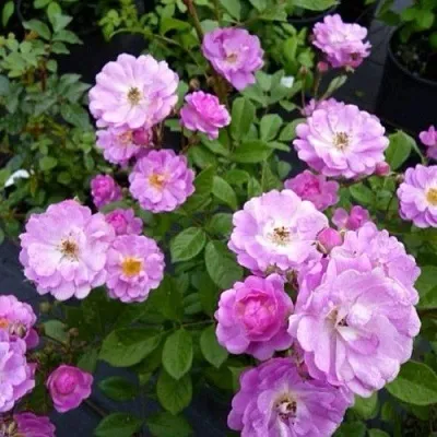 Саженцы роз РАЙМОНД ПРИВАТ полиантовая  Саженцы роз РАЙМОНД ПРИВАТ полиантовая в Ульяновске