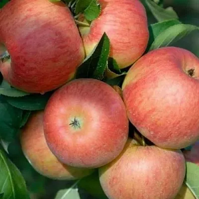 Яблоня ТОПАЗ  Яблоня ТОПАЗ в Ульяновске