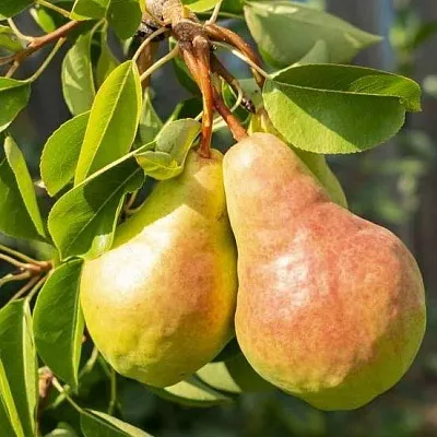 Летние сорта  Летние сорта в Ульяновске