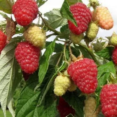 Малина ПАТРИЦИЯ — описание сорта Малина ПАТРИЦИЯ в Ульяновске