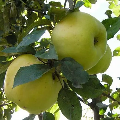 Яблоня АНТОНОВКА ОБЫКНОВЕННАЯ  Яблоня Антоновка Обыкновенная в Ульяновске
