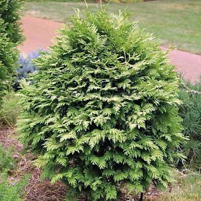 Туя ВАРЕАНА ЛЮТЕСЦЕНС западная  Туя ВАРЕАНА ЛЮТЕСЦЕНС западная в Ульяновске