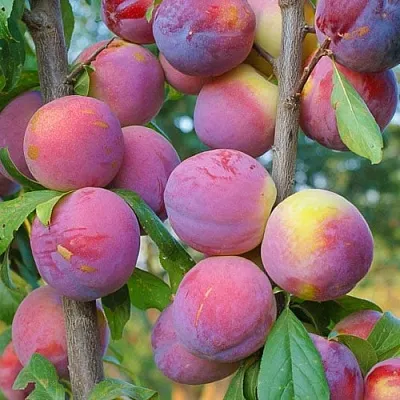 Слива КОЛОННОВИДНАЯ  Слива КОЛОННОВИДНАЯ в Ульяновске