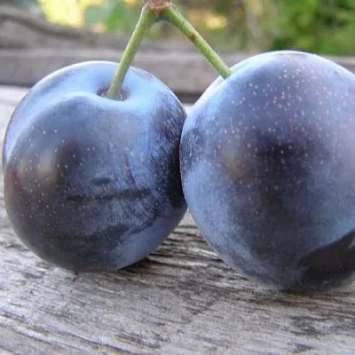 Слива БЛЮФРИ  Слива БЛЮФРИ в Ульяновске