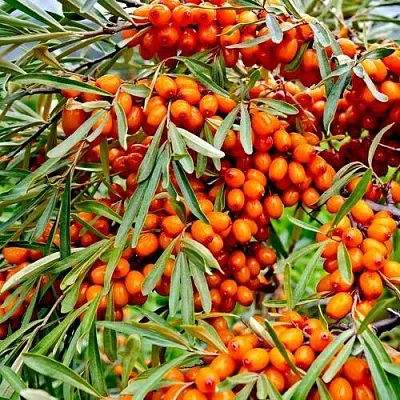 Облепиха ДЖЕМОВАЯ  Облепиха ДЖЕМОВАЯ в Ульяновске