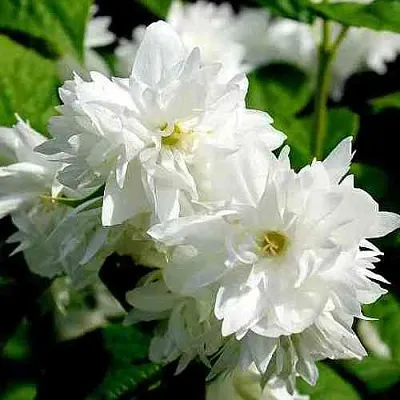 Жасмин ДАМ БЛАНШ  Жасмин ДАМ БЛАНШ в Ульяновске