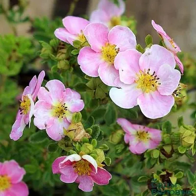 Лапчатка НЬЮ ДАУН кустарниковая  Лапчатка НЬЮ ДАУН кустарниковая в Ульяновске