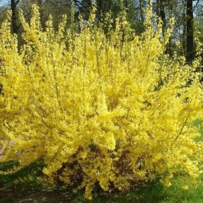 Форзиция ФОРЧУНА — описание сорта Форзиция ФОРЧУНА в Ульяновске