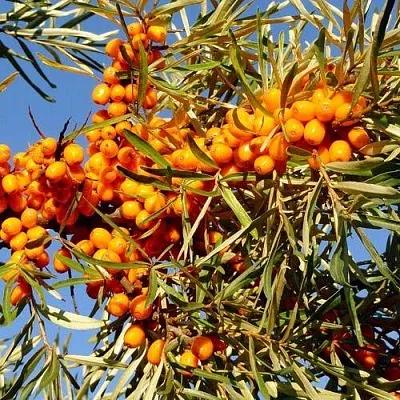 Облепиха ДАР МГУ  Облепиха ДАР МГУ в Ульяновске