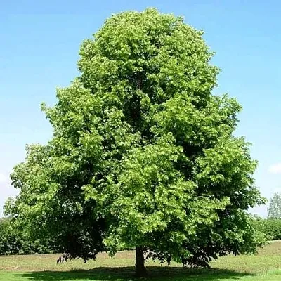 Липа мелколистная  Липа мелколистная в Ульяновске