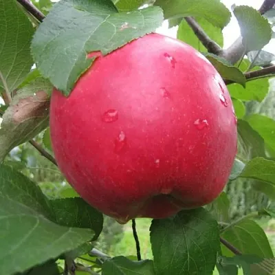 Яблоня АМУЛЕТ  Яблоня АМУЛЕТ в Ульяновске