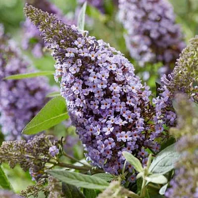 Буддлея давида БАТТЕРФЛЯЙ КАНДИ ЛИЛА СВИТХАРТ  Буддлея давида БАТТЕРФЛЯЙ КАНДИ ЛИЛА СВИТХАРТ в Ульяновске