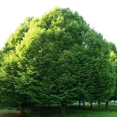 Граб японский  Граб японский в Ульяновске