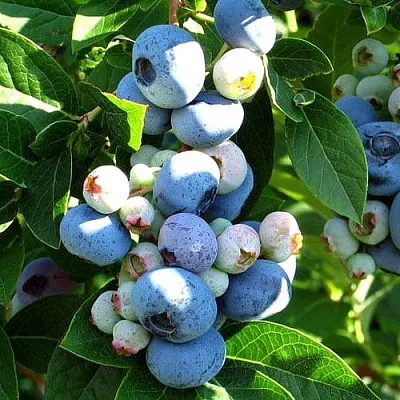 Голубика ВЕЙМУТ  Голубика ВЕЙМУТ в Ульяновске