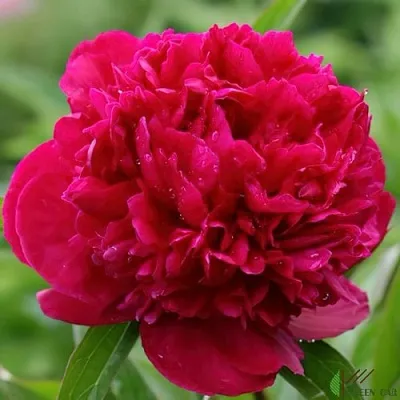 Пион РЕД САРА БЕРНАР травянистый  Пион РЕД САРА БЕРНАР травянистый в Ульяновске