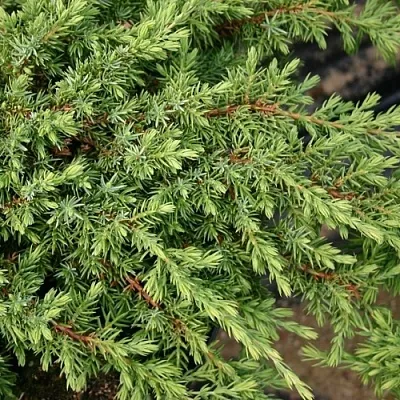 Можжевельник в Ульяновске