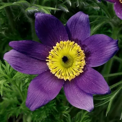 Прострел ПИНВИЛ БЛЮ ШЕЙДЕС в Ульяновске