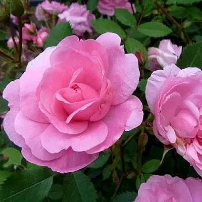 Саженцы роз ДЖОН ДЭВИС плетистая  Саженцы роз ДЖОН ДЭВИС плетистая в Ульяновске